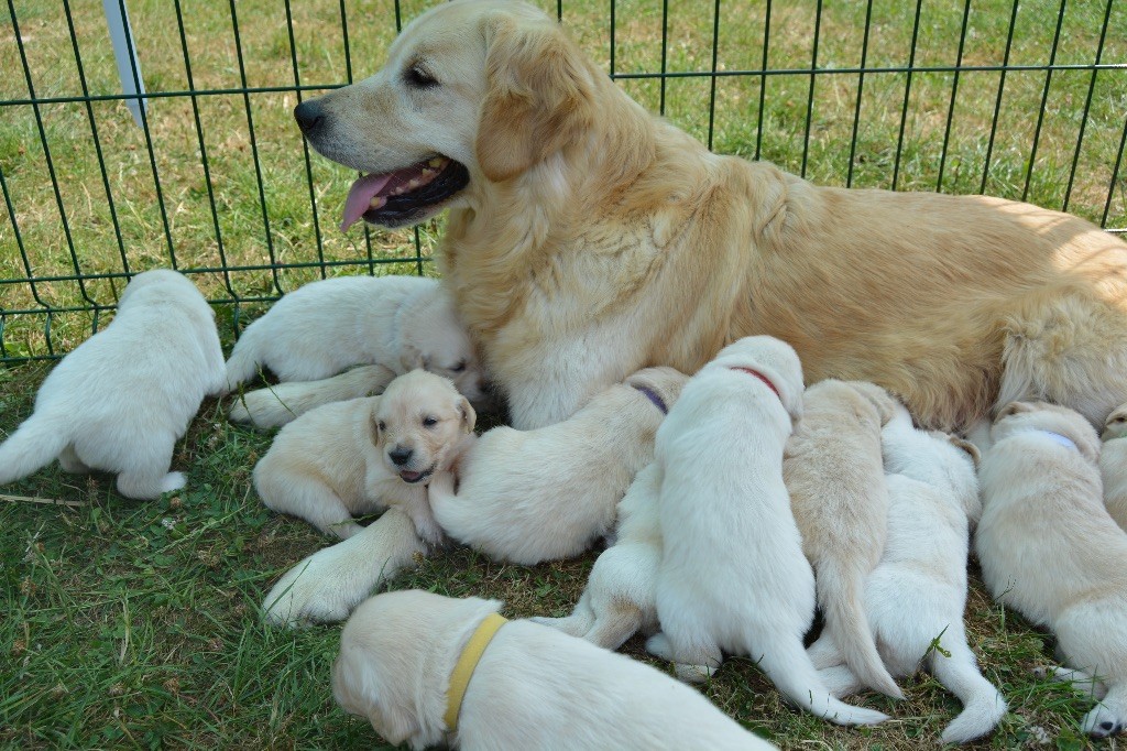 Des feux d'or - Golden Retriever - Portée née le 20/06/2018