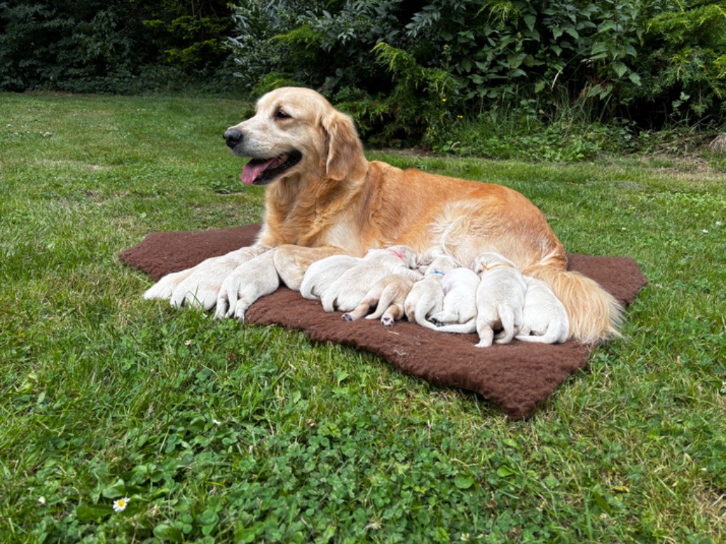 chiot Golden Retriever Des feux d'or