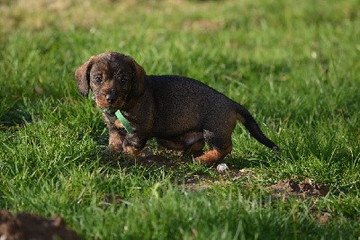 CHIOT collier vert