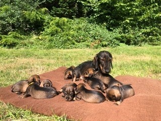 chiot Teckel poil dur Des feux d'or