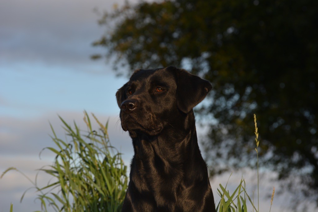 Onyx Des Adrilines d'Opale
