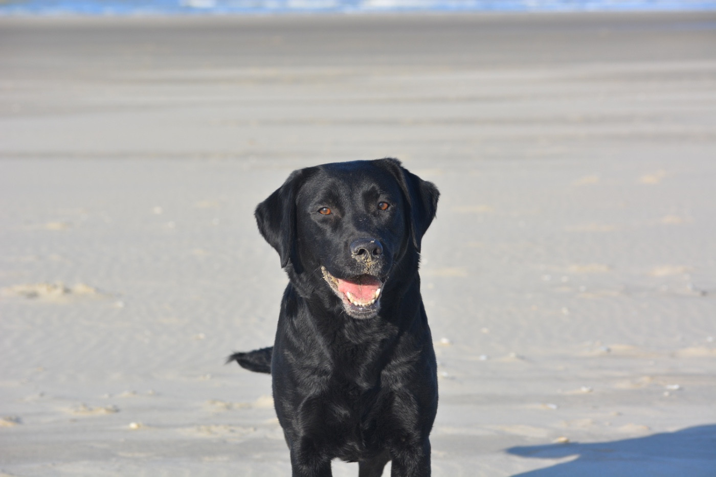 Telline Des feux d'or