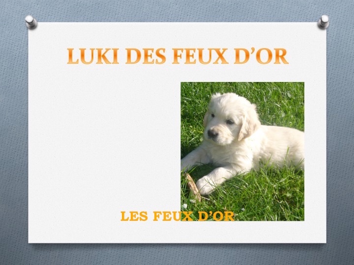 Les chiots ont grandi