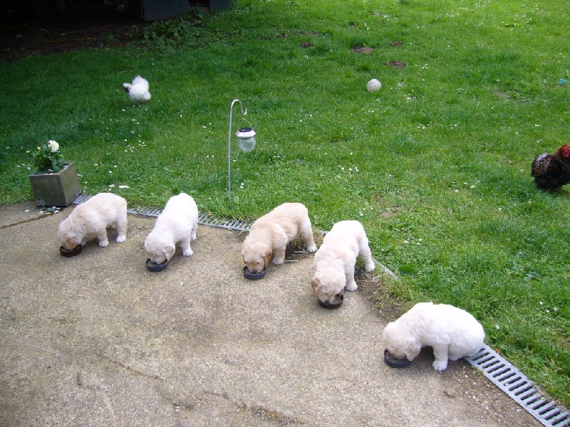 Des feux d'or - Golden Retriever - Portée née le 14/05/2016
