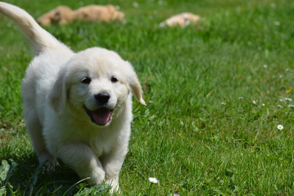 Des feux d'or - Chiots disponibles - Golden Retriever