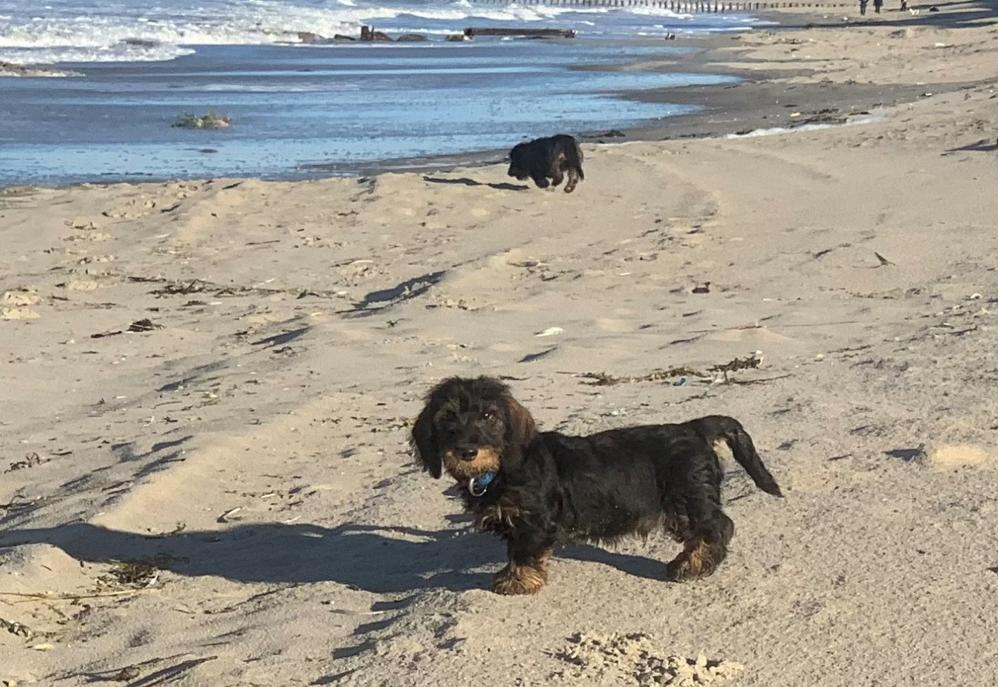 Des feux d'or - Chiots disponibles - Teckel poil dur