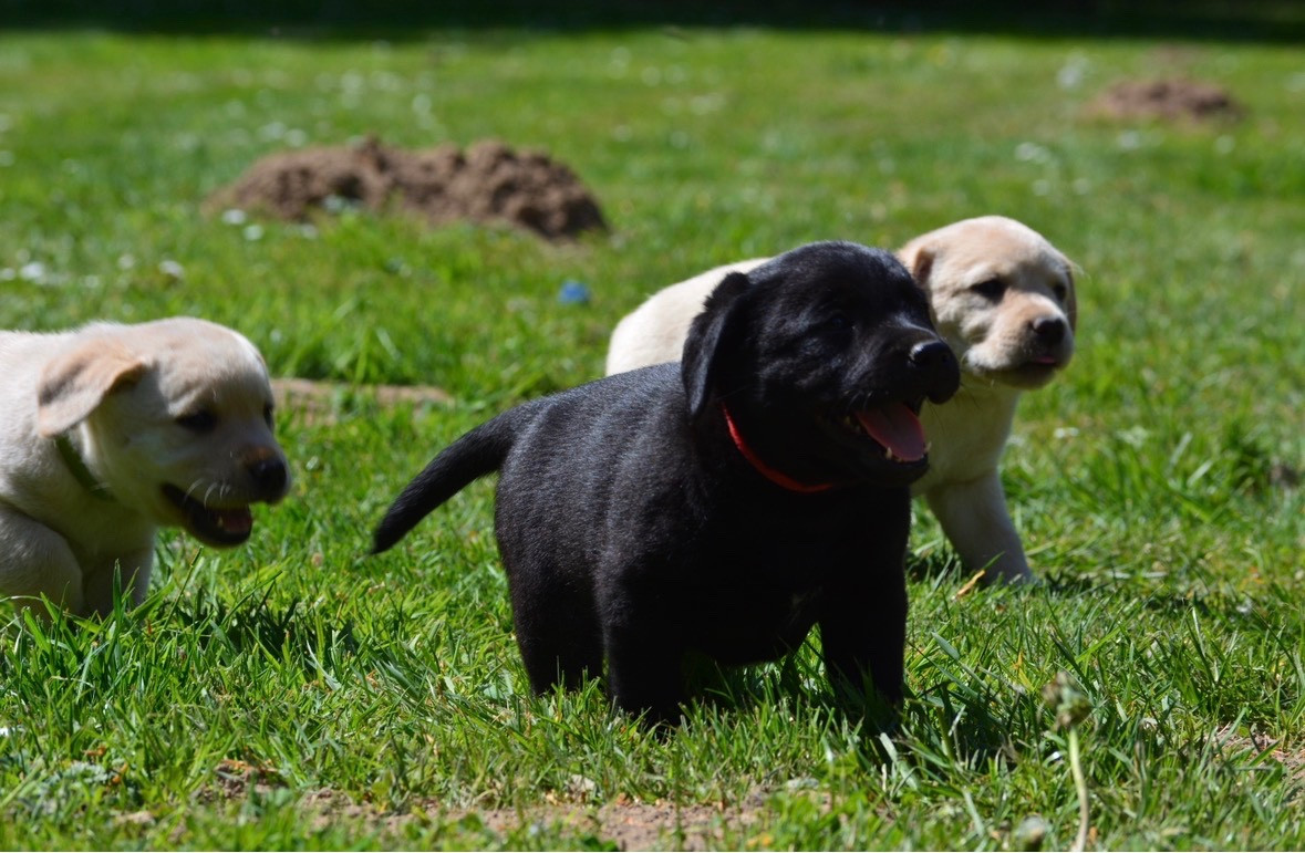 Des feux d'or - Chiots disponibles - Labrador Retriever