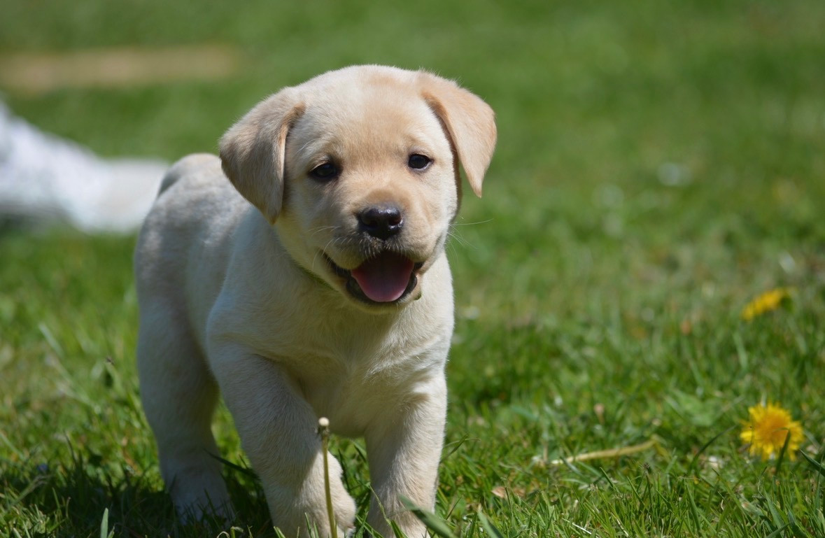 Des feux d'or - Chiots disponibles - Labrador Retriever