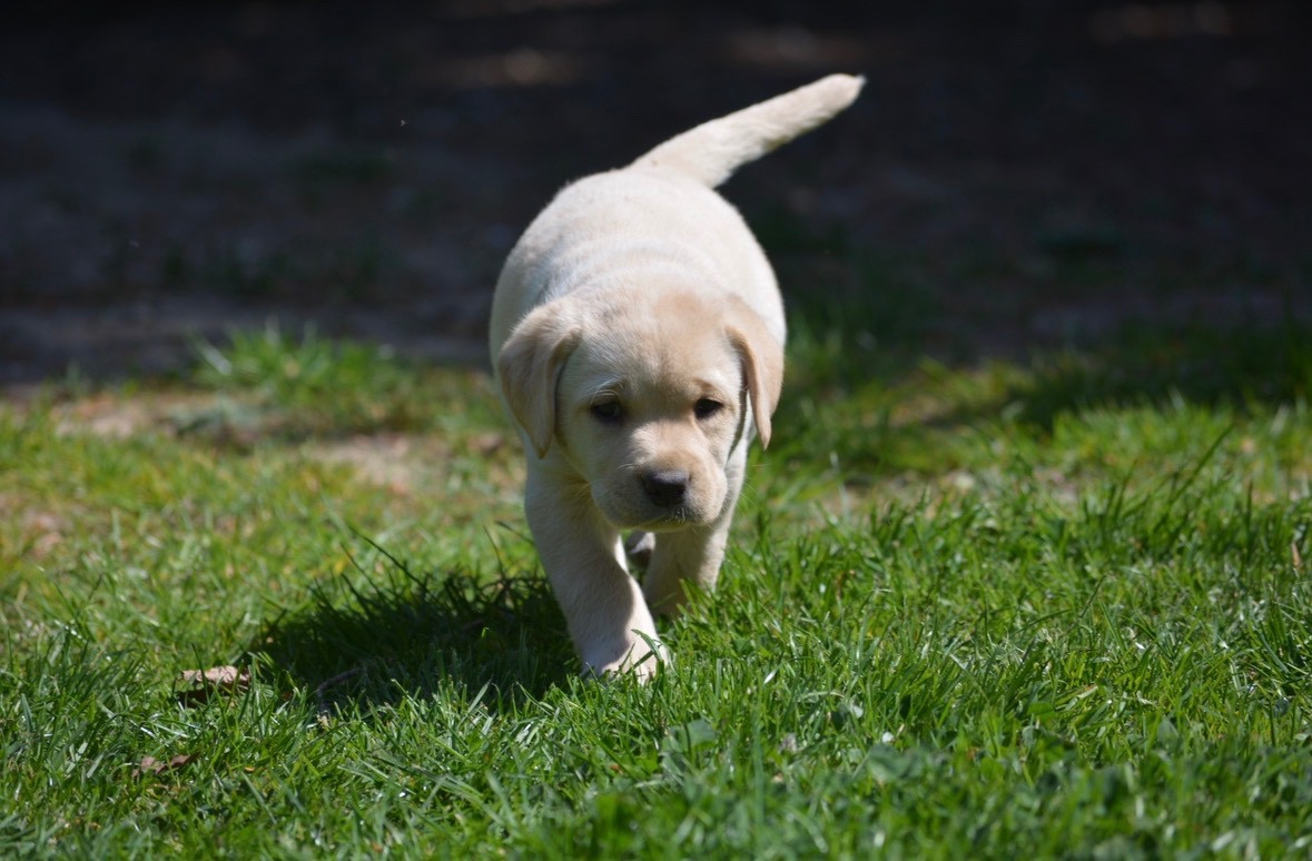 Des feux d'or - Chiots disponibles - Labrador Retriever
