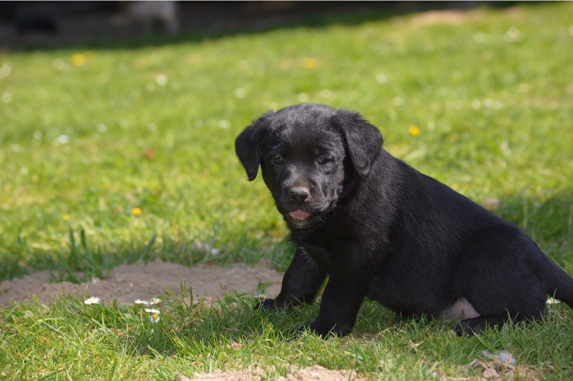 Des feux d'or - Chiots disponibles - Labrador Retriever