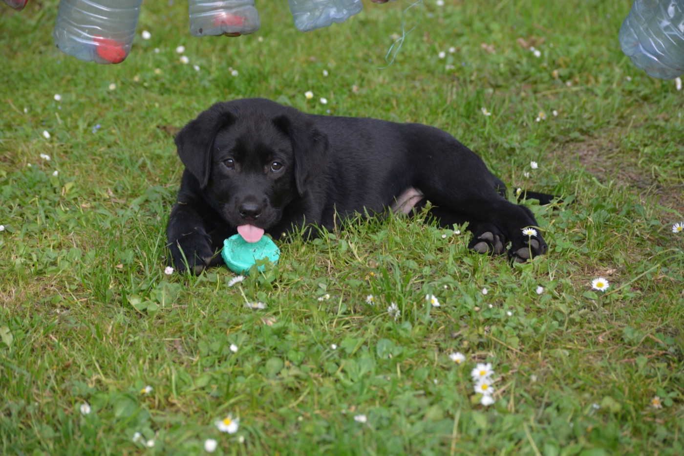 Des feux d'or - Chiots disponibles - Labrador Retriever