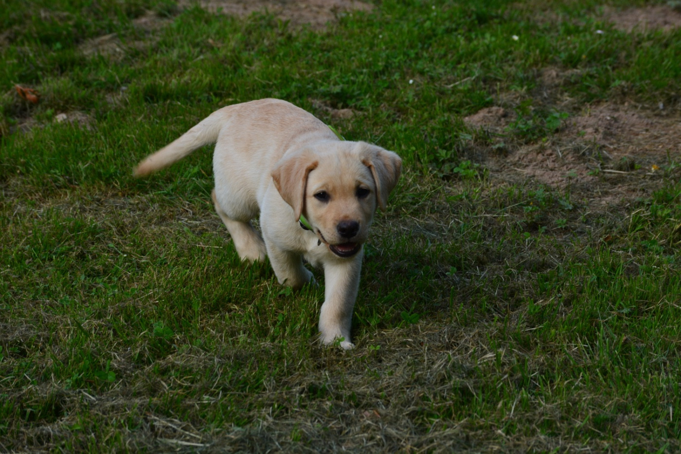 Des feux d'or - Chiots disponibles - Labrador Retriever