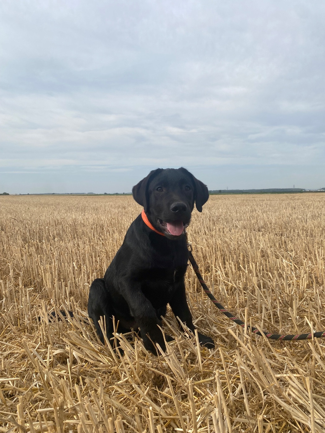 Des feux d'or - Chiots disponibles - Labrador Retriever