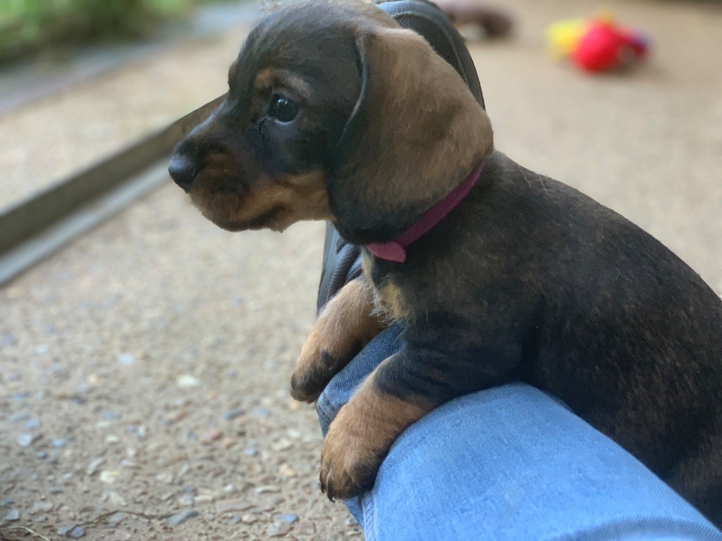 Des feux d'or - Chiots disponibles - Teckel poil dur
