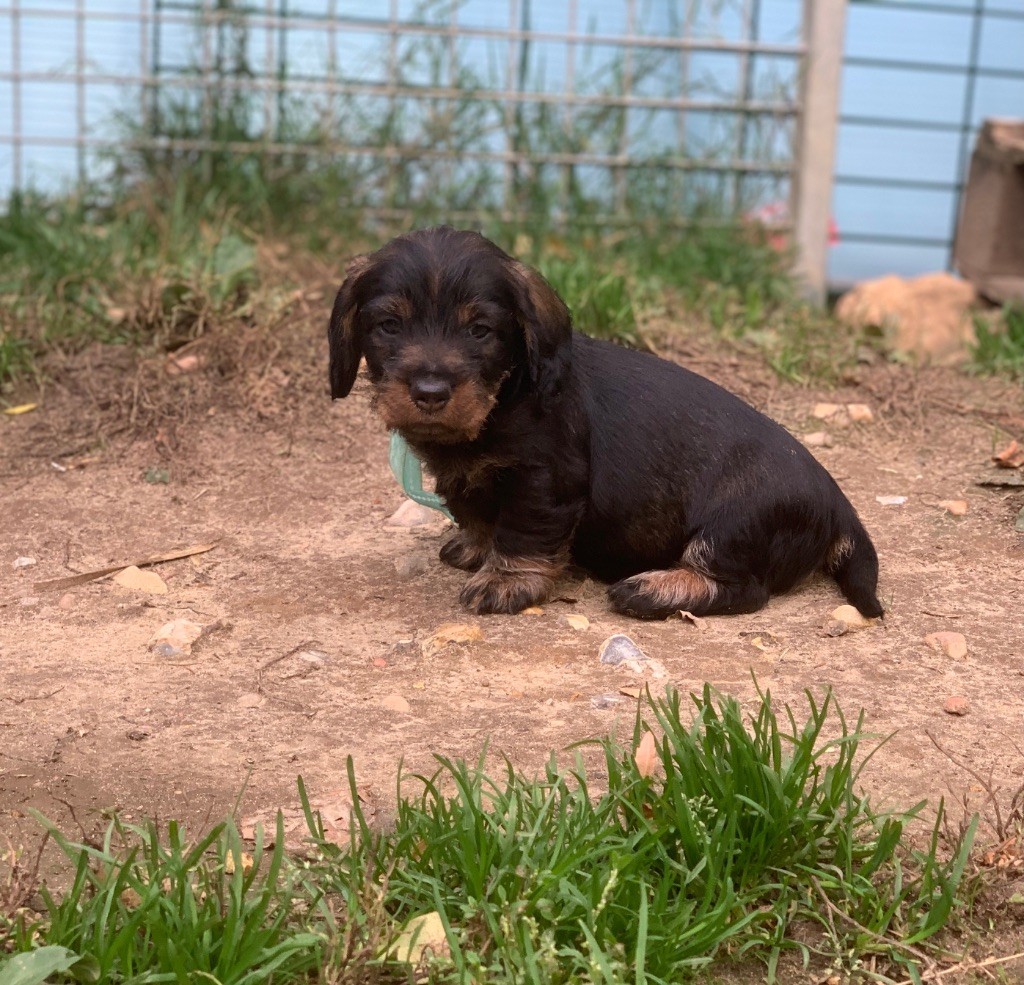 Des feux d'or - Teckel poil dur - Portée née le 26/08/2025