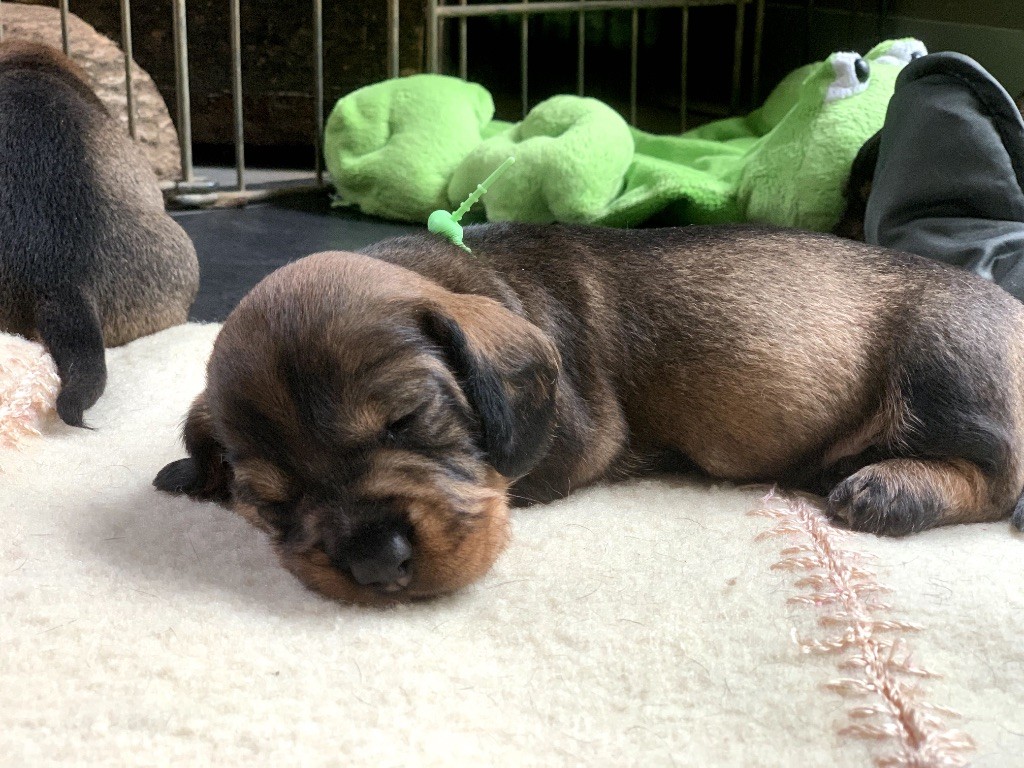 Des feux d'or - Chiots disponibles - Teckel poil dur