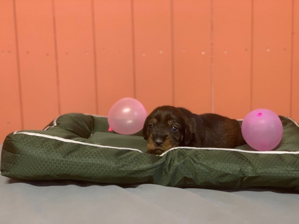 Des feux d'or - Chiots disponibles - Teckel poil dur