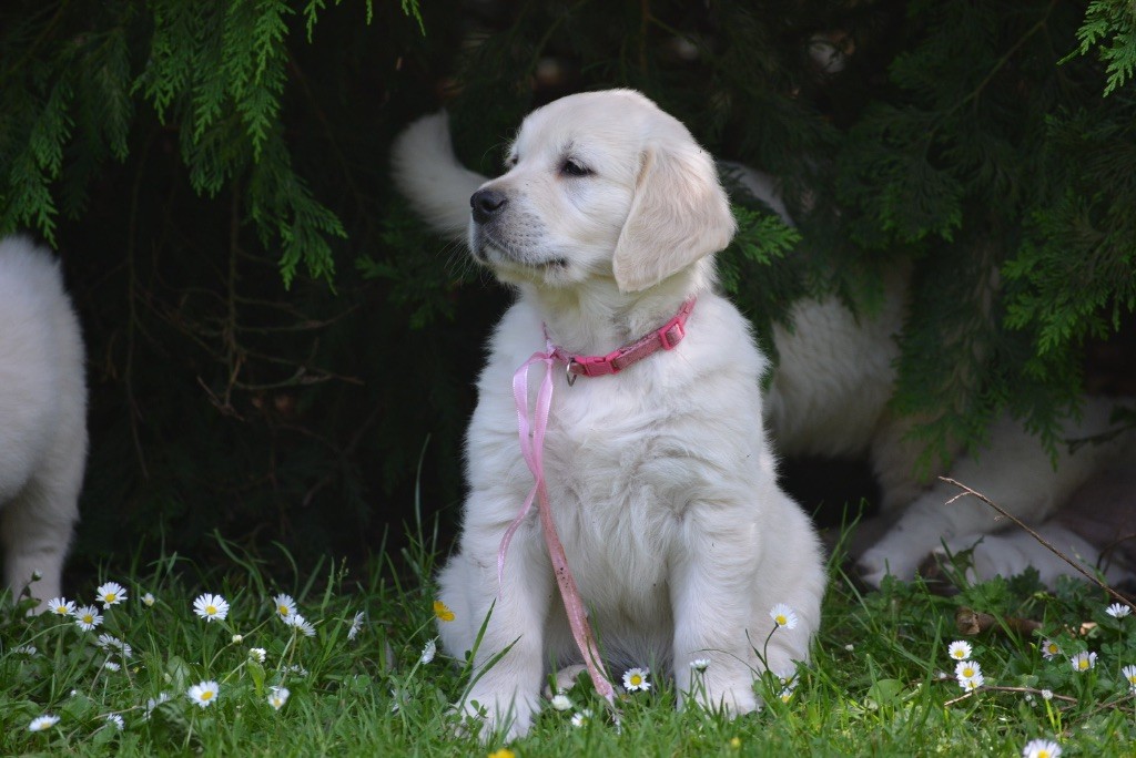 Des feux d'or - Chiots disponibles - Golden Retriever