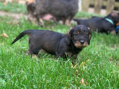 sans collier  teckel standard poil dur