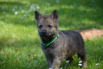 ATON DES FEUX D'OR collier vert