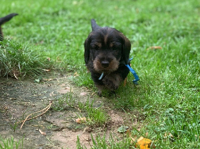 collier bleu teckel standard poil dur