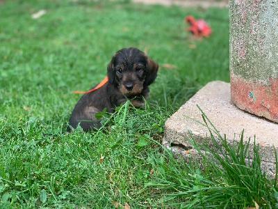 collier orange teckel standard poil dur