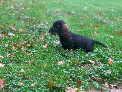 collier rouge teckel standard poil dur