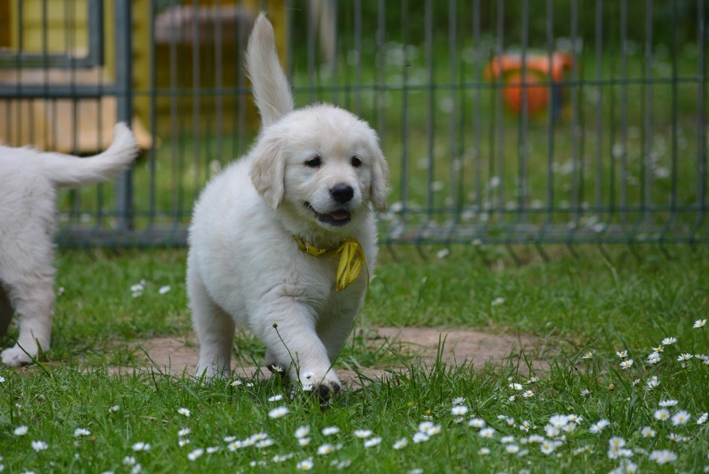 Des feux d'or - Chiots disponibles - Golden Retriever