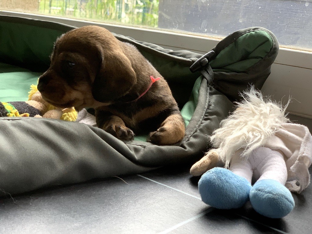 Des feux d'or - Chiots disponibles - Teckel poil dur