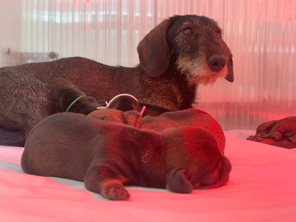 Chiot Teckel poil dur Des feux d'or
