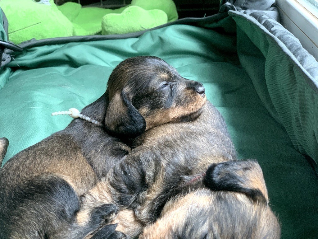 Des feux d'or - Chiots disponibles - Teckel poil dur