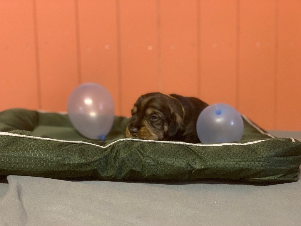 Des feux d'or - Chiots disponibles - Teckel poil dur