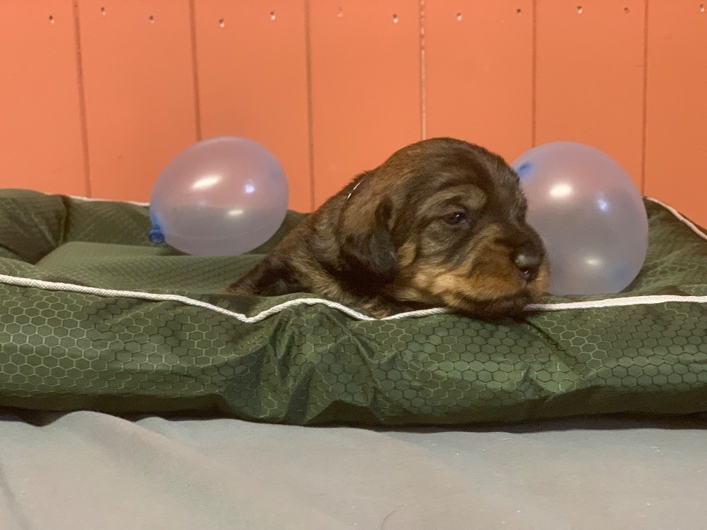 Des feux d'or - Chiots disponibles - Teckel poil dur