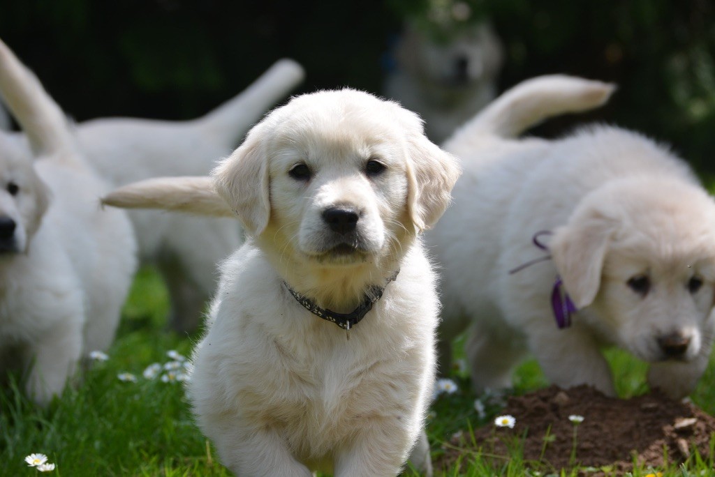 Des feux d'or - Chiots disponibles - Golden Retriever