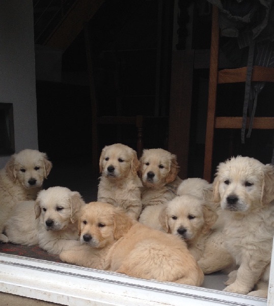 Chiot Golden Retriever Des feux d'or