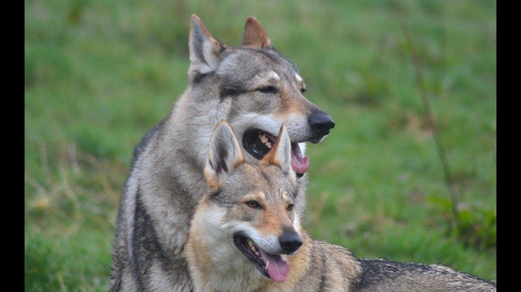 Des feux d'or - Chien-loup tchecoslovaque - Portée née le 11/05/2017