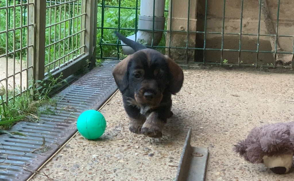 Des feux d'or - Chiots disponibles - Teckel poil dur