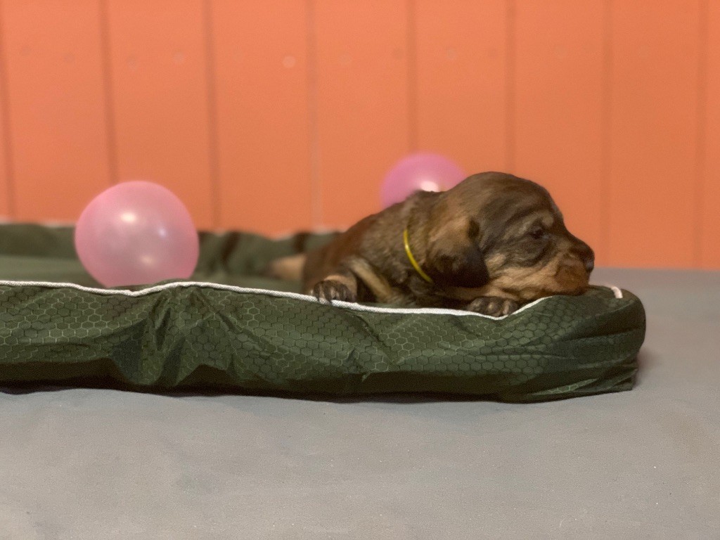 Des feux d'or - Chiots disponibles - Teckel poil dur