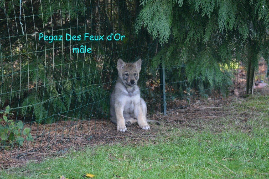 Des feux d'or - Chien-loup tchecoslovaque - Portée née le 24/10/2019
